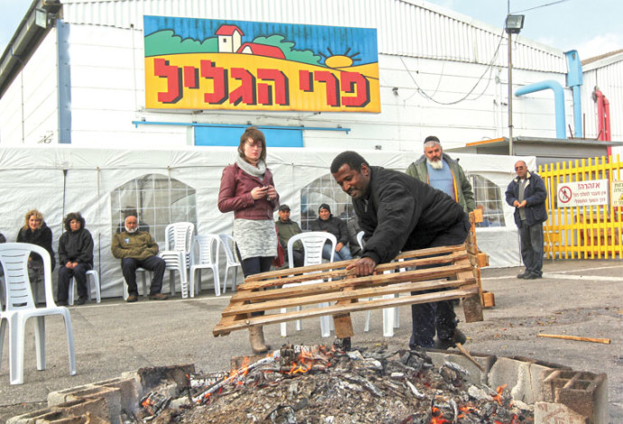 פרי הגליל (צילום:  אריאל בשור)