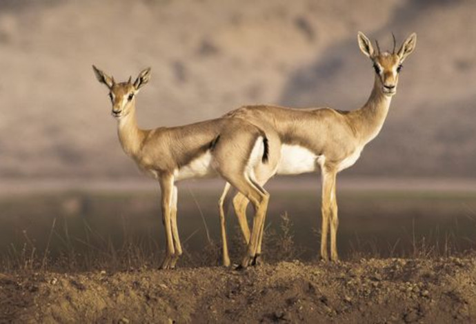"החיכוך בין האדם לטבע, הציידים, הכלבים המשוטטים והגדרות מהווים איום על עתידם של הצבאים". קבוצת צבאים (צילום:  דורון ניסים)