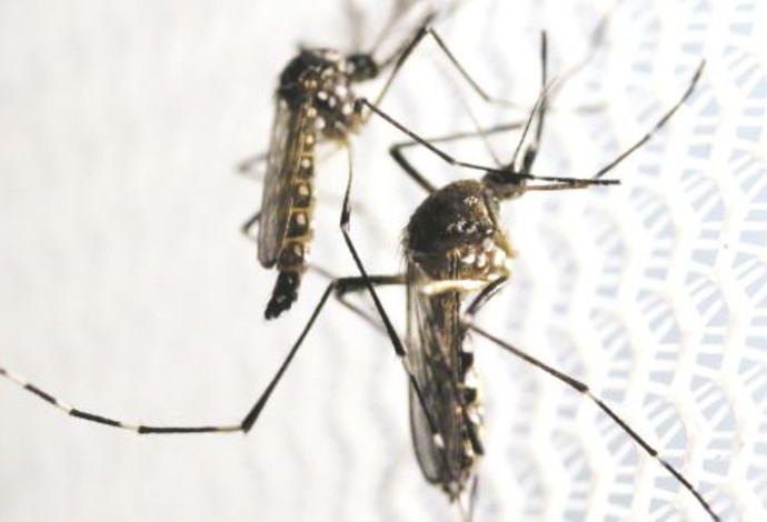 יתושים (צילום:  רויטרס)