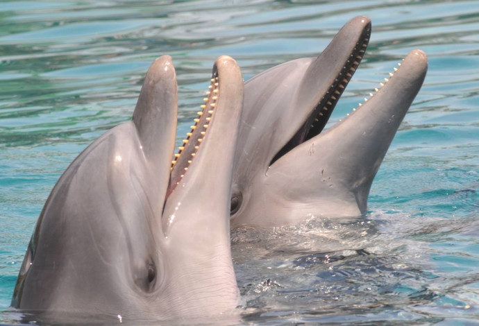 דולפינים (צילום:  ג'ורג' נובומינסקי, פלאש 90)
