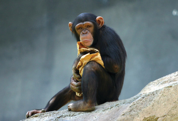 שימפנזה (צילום:  ויקיפדיה)