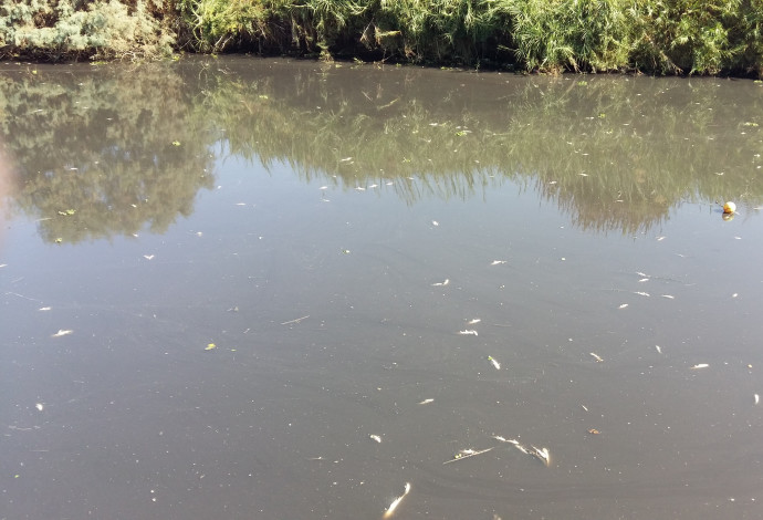 דגים מתים בנחל אלכסנדר (צילום:  אירית כליף)