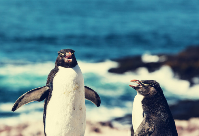 פינגווינים - ארכיון (צילום:  אינגאימג)
