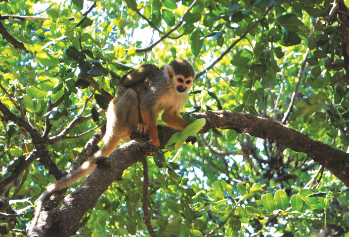 פארק הקופים (צילום:  מיטל שרעבי)