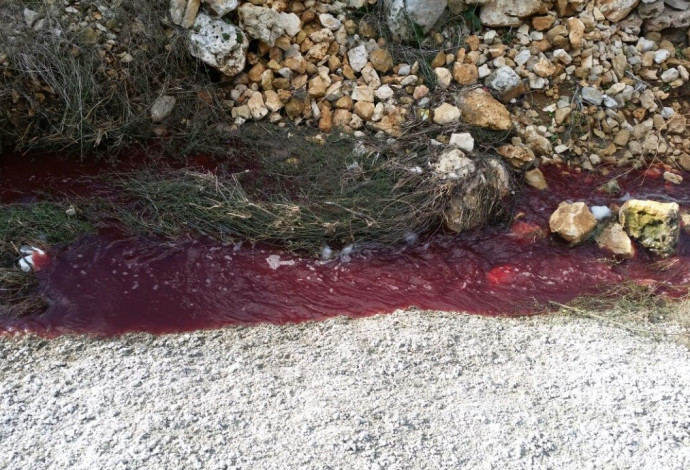 דם וביוב זורמים בוואדי קלט (צילום:  איגוד ערים לאיכות סביבה שומרון)