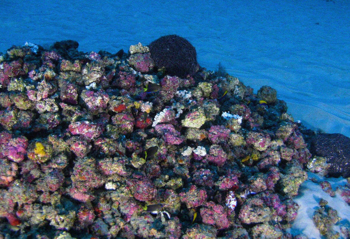 שונית האלמוגים החדשה באמזונס (צילום:  גרינפיס)