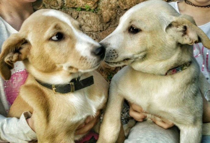 ונוס וסרינה הכלבות (צילום:  עמותת "הרצליה אוהבת חיות")