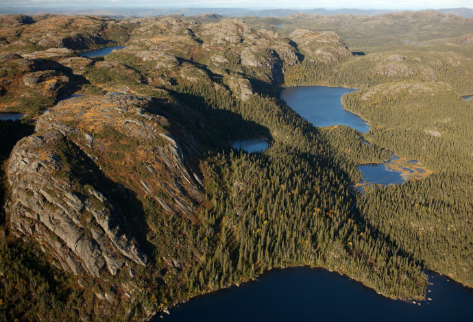 יערות בצפון קנדה (צילום:  גרינפיס)