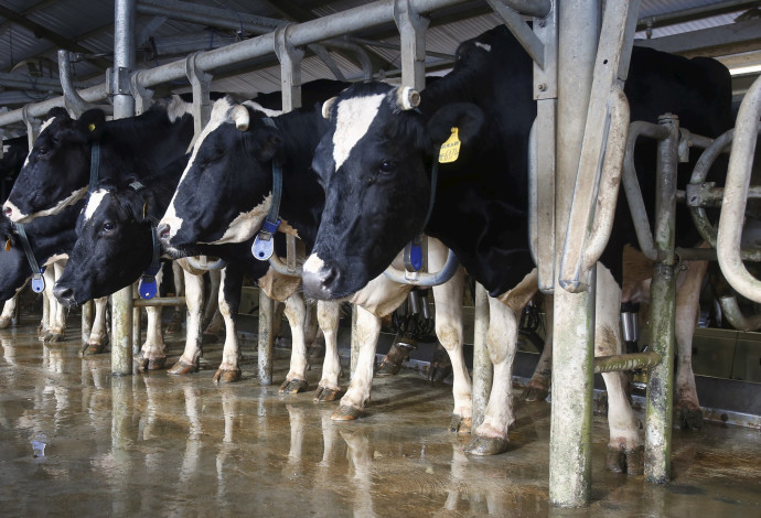 פרות, תעשיית החלב (צילום:  רויטרס)