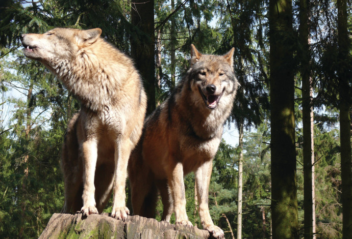 זאבים (צילום:  Gunnar Ries CC BY-SA 2.5)