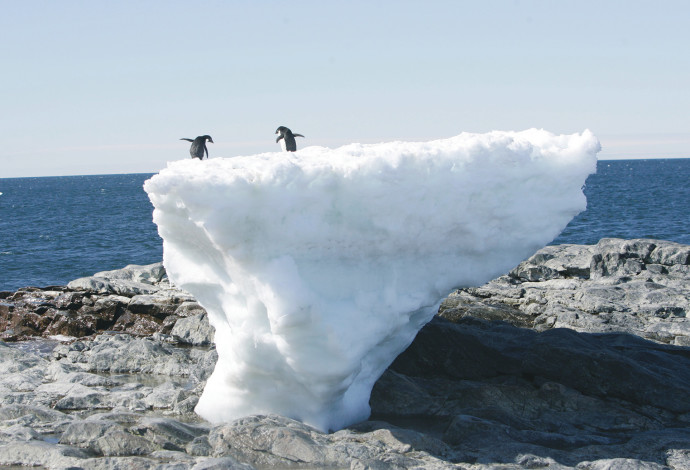 פינגווינים באנטארקטיקה (צילום:  רויטרס)
