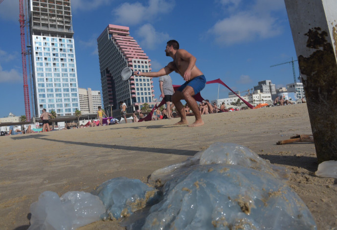 מדוזות בחוף תל אביב (צילום:  אבשלום ששוני)