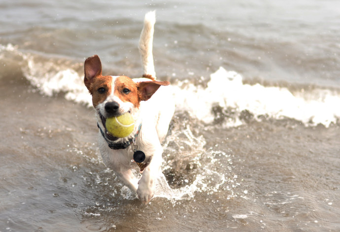 כלב בים (צילום:  istockphoto)