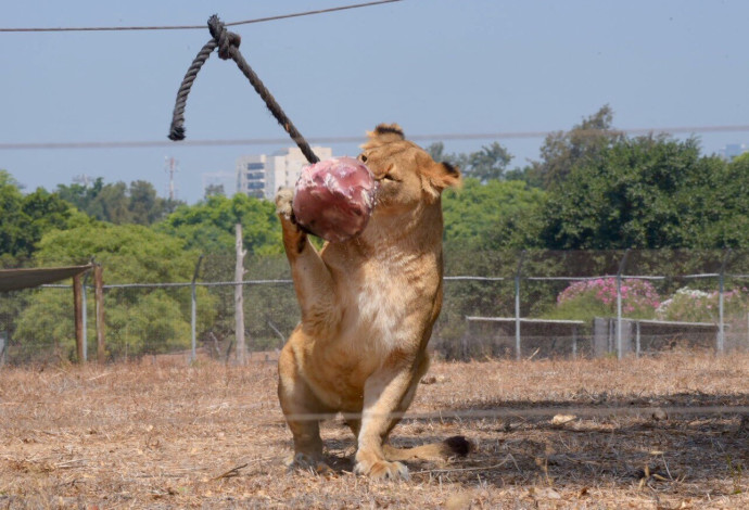 אריות בספארי נהנות מארטיק עוף קפוא (צילום:  אבשלום ששוני)