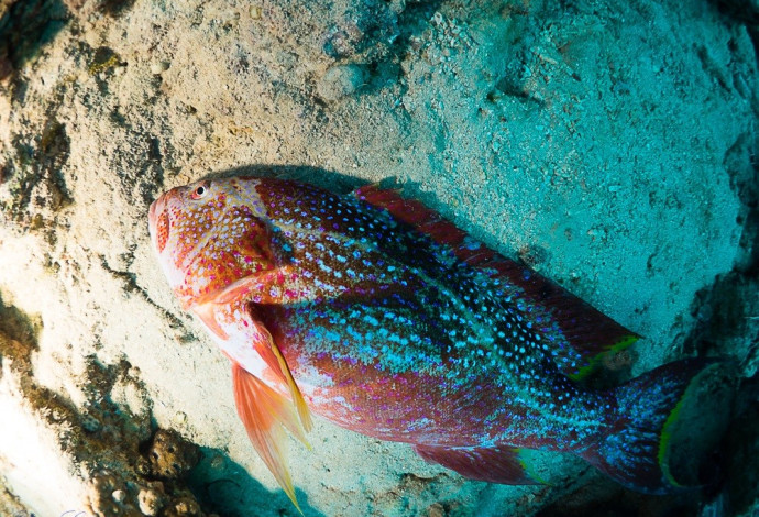דג מת במפרץ אילת (צילום:  יואב לינדמן, המכון הבינאוניברסיטאי למדעי הים באילת)