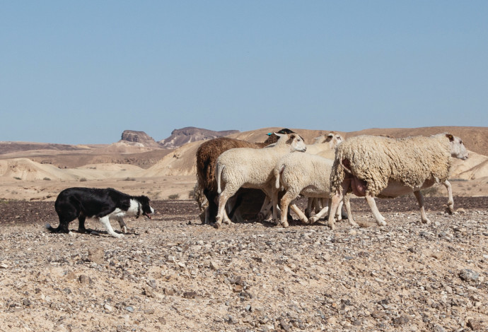 כלבת בורדר קולי רועה כבשים (צילום:  משה חסון)