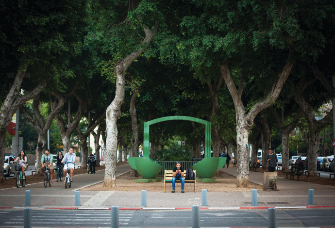 עצי פיקוס בשדרות רוטשילד בתל אביב (צילום:  פלאש 90)