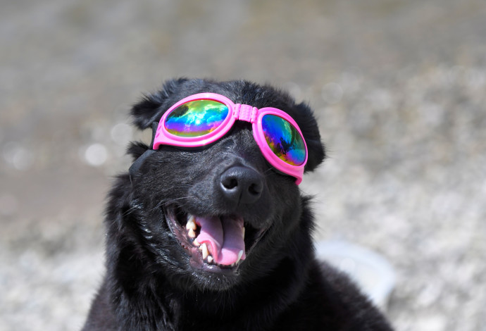 כלב חובש משקפי מגן לליקוי החמה  (צילום:  רויטרס)