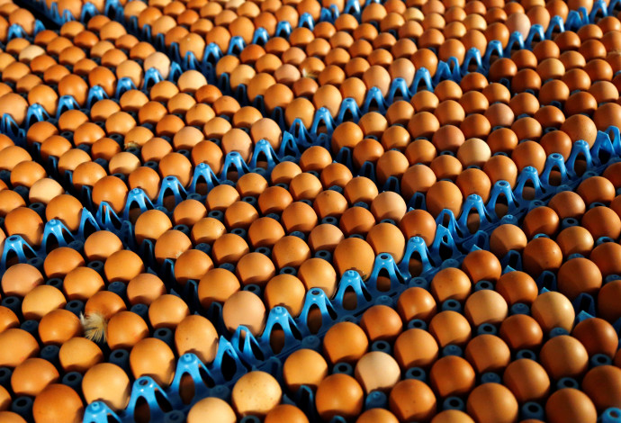 ביצים בבלגיה (צילום:  רויטרס)