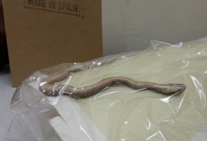 הנחש שנלכד במרפאה בבאר שבע (צילום:  מיכל דיין)