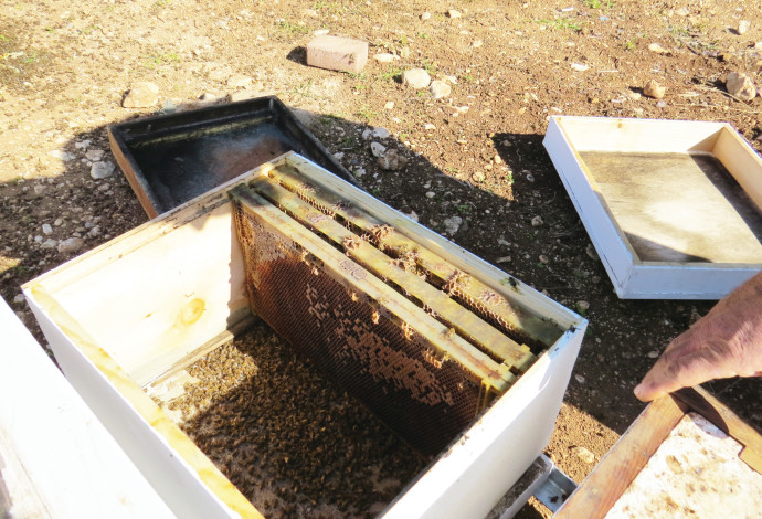 כוורת גנובה שנמצאה בגליל העליון, ובה  דבורים מתות (צילום:  מועצת הדבש)