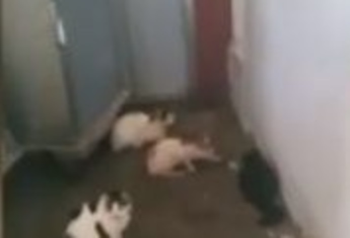 חתולים בבית החולים סורוקה (צילום:  צילום מסך)
