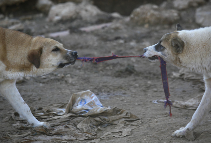 כלבים משוטטים (צילום:  נתי שוחט, פלאש 90)