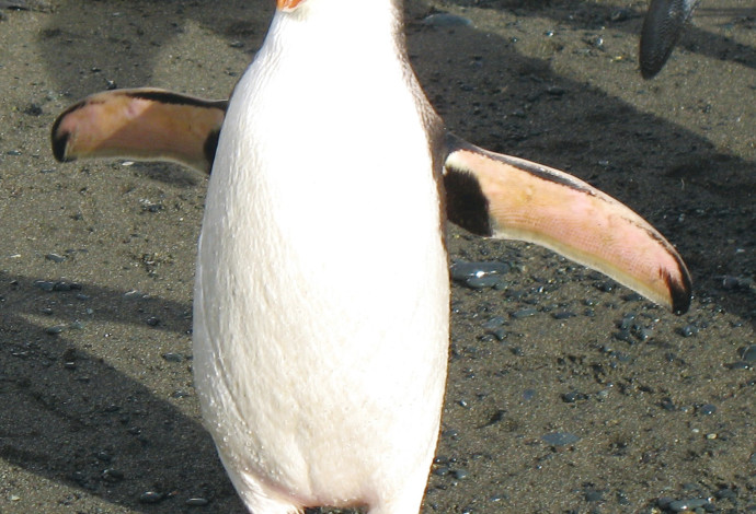 פינגווין מלכותי   (צילום:  ויקיפדיה)