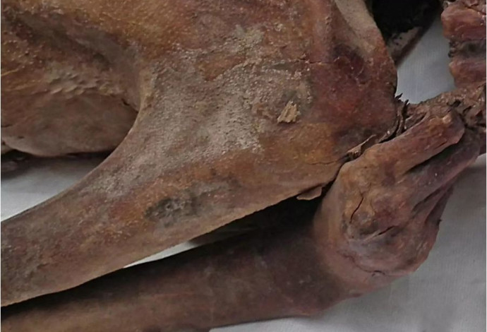 הקעקוע על זרועה של המומיה (צילום:  המוזיאון הבריטי)