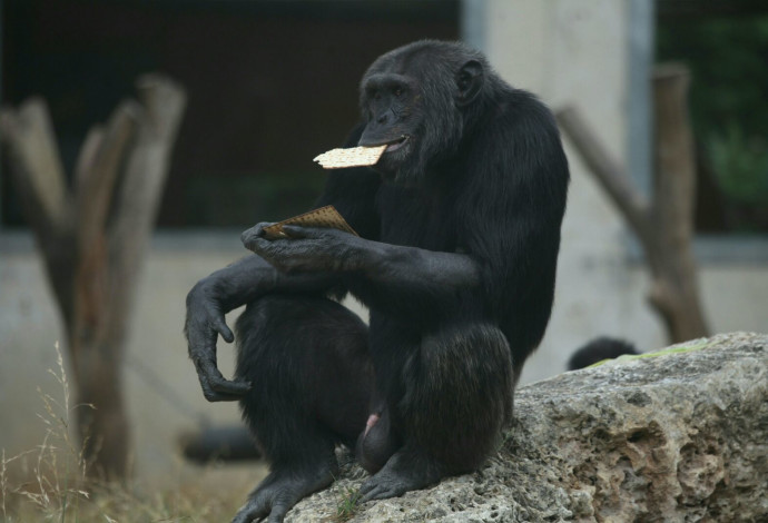 קוף אוכל מצות בספארי (צילום:  הספארי ברמת גן)