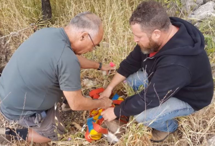 חילוץ הצבי שנפל לבור ליד אלקנה (צילום:  אוהד אלט, עדי רפאלי)