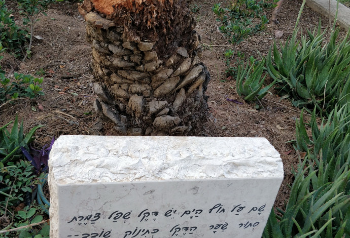 עץ הדקל משירה של נעמי שמר (צילום:  מועצה אזורית עמק הירדן)