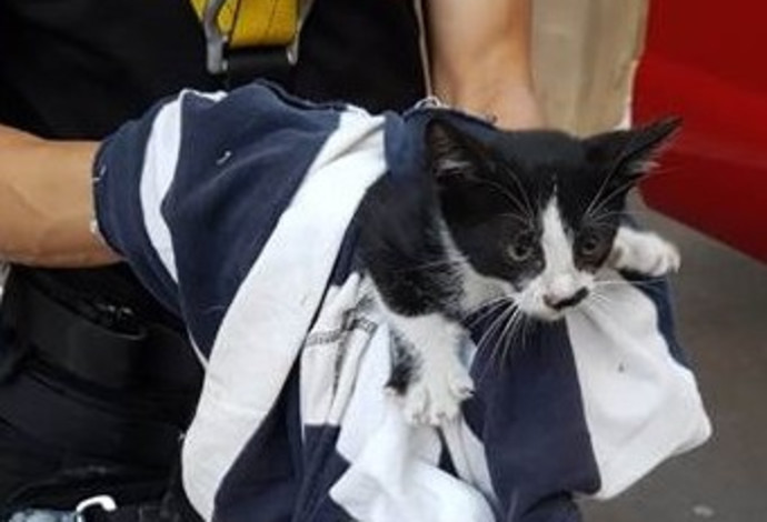 חילוץ החתול  (צילום:  כבאות והצלה מחוז חוף)