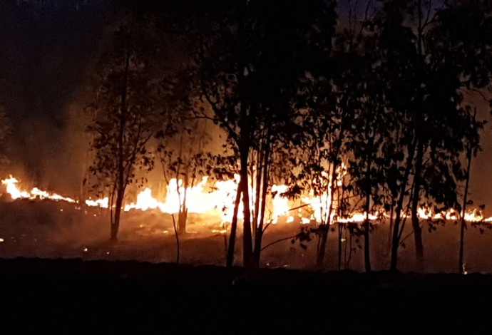 שריפה ביער בארי (צילום:  דני בן דוד, יערן קק״ל)