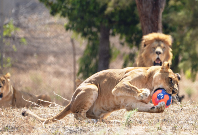 אריות עם כדורי מונדיאל  (צילום:  אלעד הרשקוביץ)