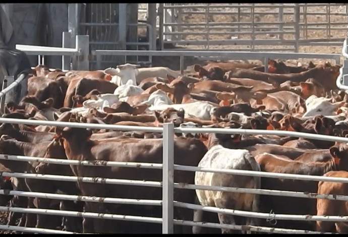 תחנת הסגר אילות לבעלי חיים שיובאו באניות לשחיטה (צילום:  אנונימוס)