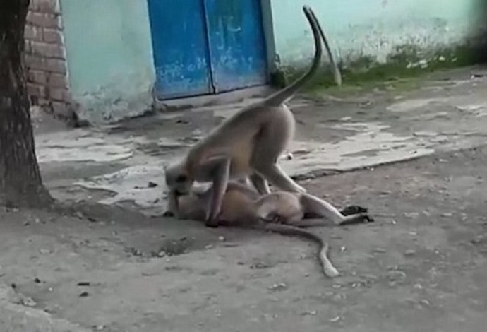 קוף ניסה להחיות את חברו (צילום:  צילום מסך)