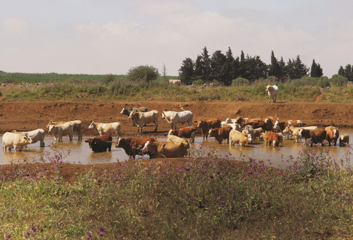 פרות בנחל ברמת הגולן (צילום:  חמד אלמקת,פלאש 90)