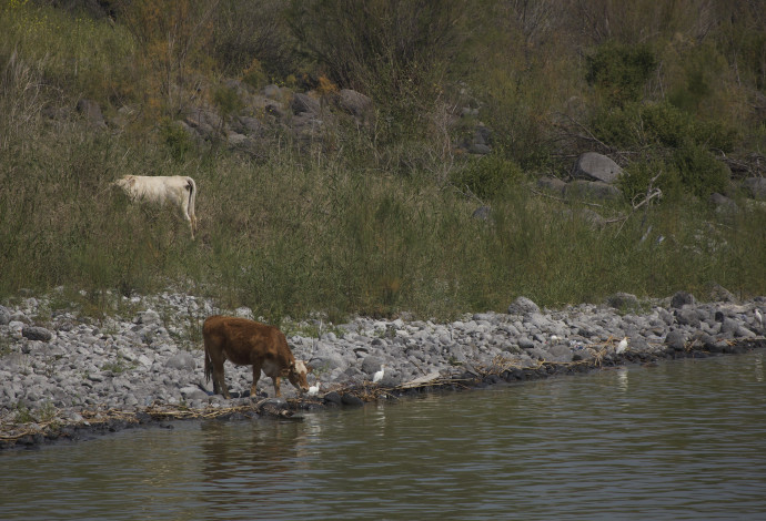 פרות בנחל ברמת הגולן (צילום:  דורון הורוביץ, פלאש 90)