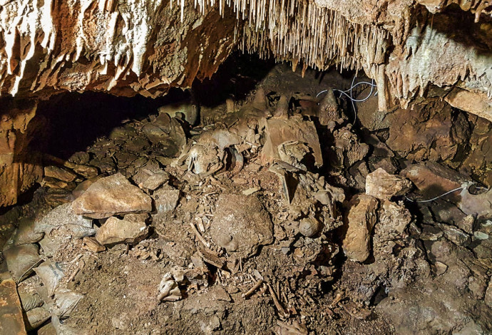 עצמות במערת פקיעין (צילום:  ד"ר הילה מאי)