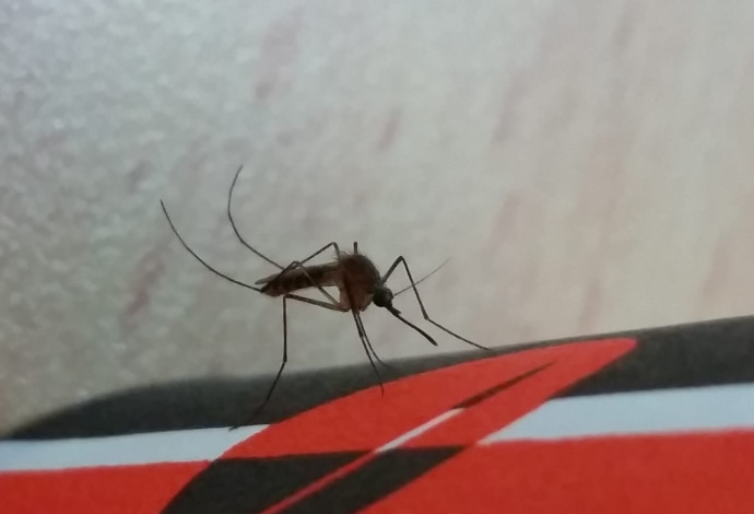 יתוש הקולקס, קדחת הנילוס (צילום:  הדר סבטי, רשות הטבע והגנים)