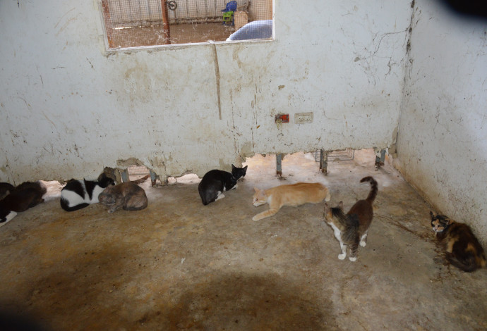 המתת כלבים וחתולים (צילום:  משרד החקלאות)