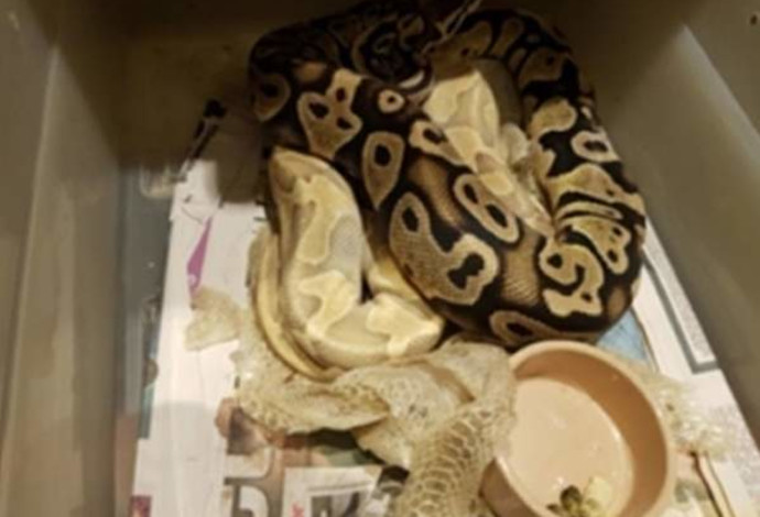 החזיק בחדר השינה תנין ונחשים (צילום:  צילום מסך)