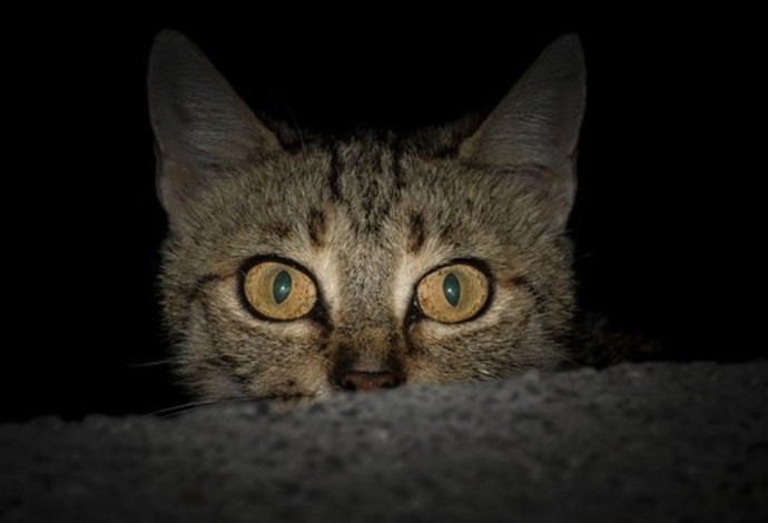 חתול (צילום:  pexels)
