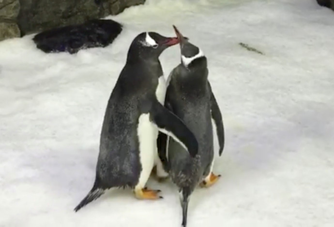 ספן ומג'יק, זוג הורים זכרים לפינגווין קטן (צילום:  רויטרס)