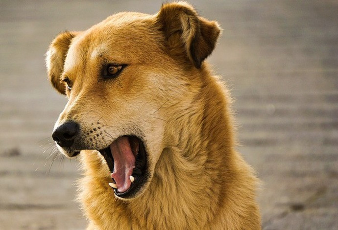 כלב (צילום:  Pixabay)