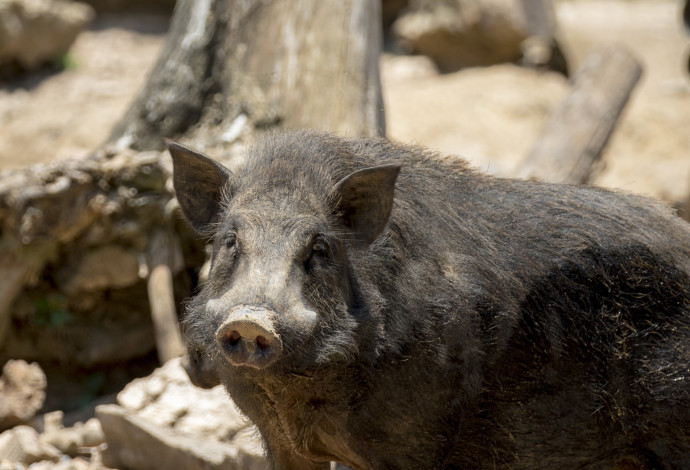 חזיר בר (צילום:  ingimage ASAP)