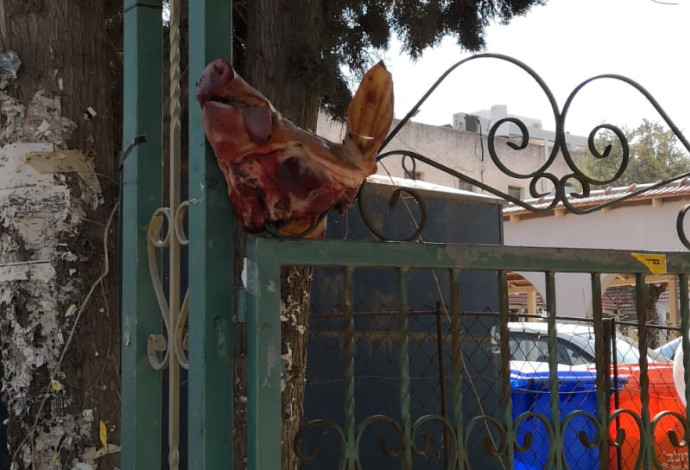 ראש חזיר בכניסה לבית כנסת ברמת השרון (צילום:  דוברות המשטרה)