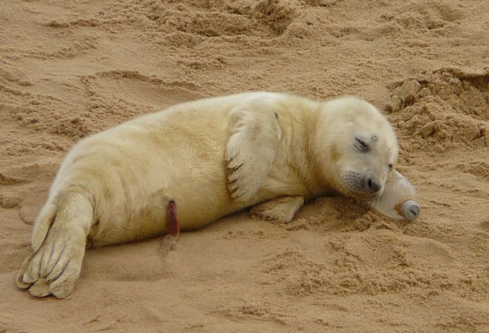 גור כלבי ים מנמנם על החוף (צילום:  John Evered)