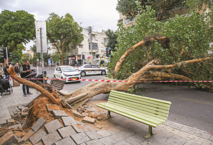 עץ שקרס בתל אביב בעקבות רוחות (צילום:  פלאש 90)